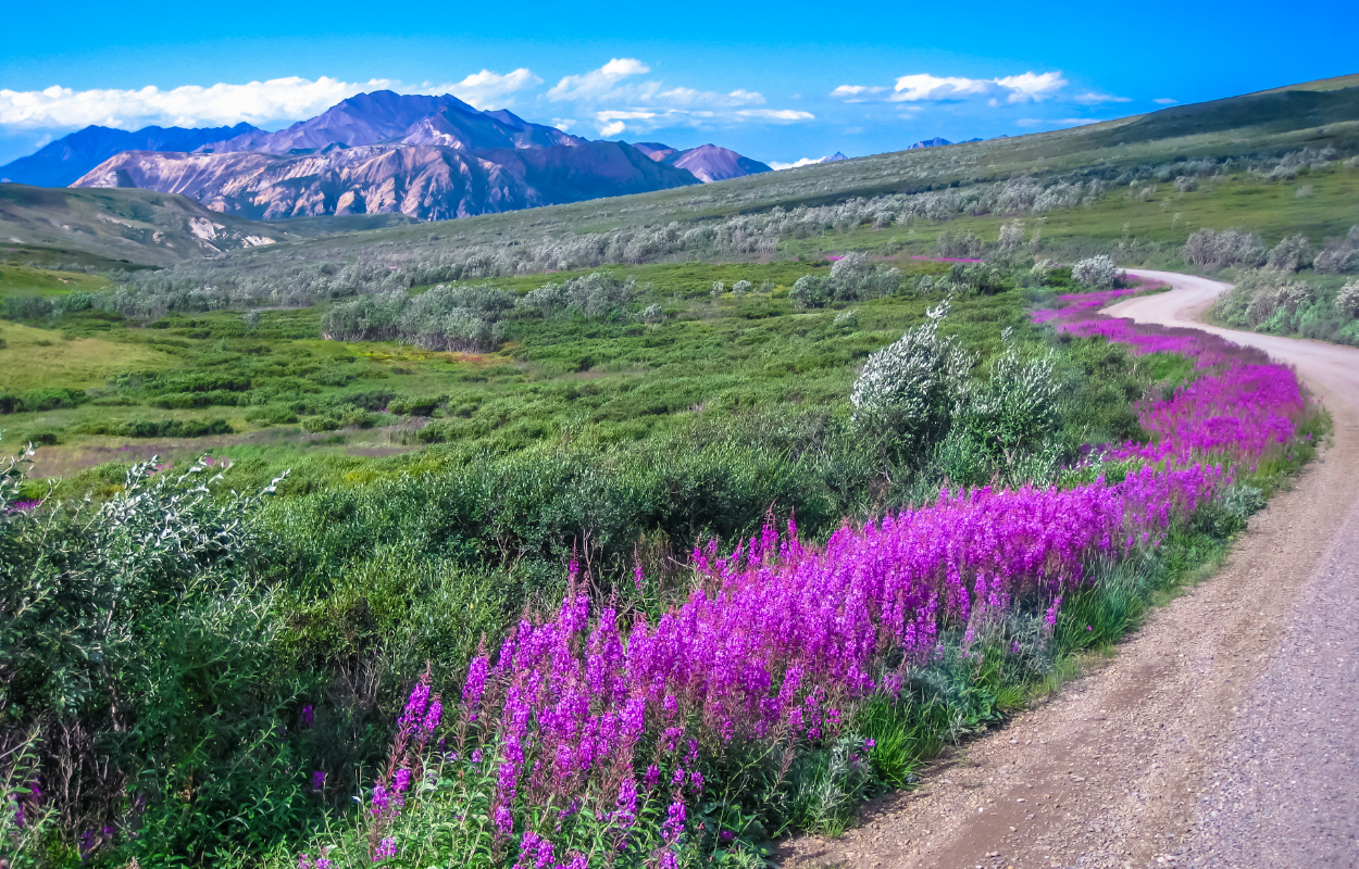 wildflowers blooming in Denali National Park